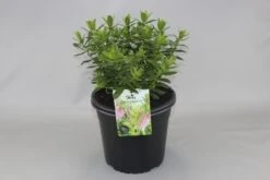 Hebe (Hebe 'Oratia Beauty')