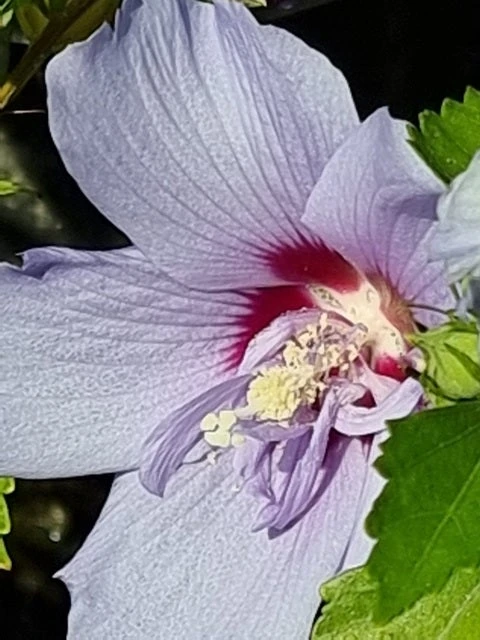 Altheastruik (Hibiscus Syriacus 'Blue Chiffon') 4 Altheastruik (Hibiscus Syriacus 'Blue Chiffon') - Afbeelding 2