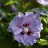 Altheastruik (Hibiscus Syriacus 'Blue Chiffon') -Planten Verkoopwinkel hibiscus blue chiffon