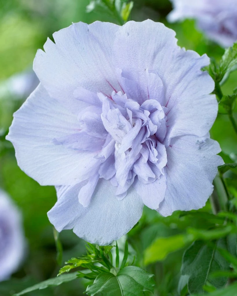 Altheastruik (Hibiscus Syriacus 'Blue Chiffon') 7 Altheastruik (Hibiscus Syriacus 'Blue Chiffon') - Afbeelding 5