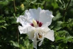Altheastruik Op Stam (Hibiscus Syriacus 'Red Heart') -Planten Verkoopwinkel hibiscus syriacus red heart