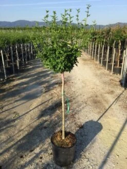 Altheastruik Als Halfstam (Hibiscus Syriacus 'Hamabo') -Planten Verkoopwinkel hibiscushamabohalfstam02