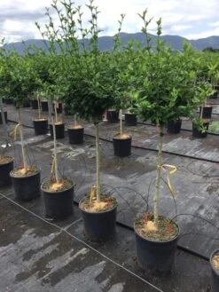 Altheastruik Als Halfstam (Hibiscus Syriacus 'Hamabo') -Planten Verkoopwinkel hibiscushamabohalfstam03