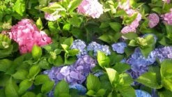 Hortensia (Hydrangea 'Endless Summer' Roze) -Planten Verkoopwinkel hortensia endless summer 1 1