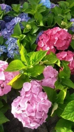 Hortensia (Hydrangea 'Endless Summer' Roze) -Planten Verkoopwinkel hortensia endless summer 2