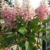 Pluimhortensia Op Stam (Hydrangea Paniculata 'Pinky Winky') -Planten Verkoopwinkel hortensia p. pinky winky op stam 2
