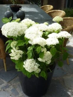 Hortensia (Hydrangea 'Strong Annabelle') -Planten Verkoopwinkel hydrangea arb incrediball