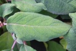 Fluweelhortensia (Hydrangea Aspera 'Macrophylla') -Planten Verkoopwinkel hydrangea aspera macrophylla 2