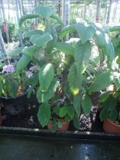 Fluweelhortensia (Hydrangea Aspera 'Sargentiana') -Planten Verkoopwinkel hydrangea aspera sargentiana 60 80 100 c15 1