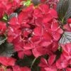 Hortensia (Hydrangea Black Diamonds Dark Angel) -Planten Verkoopwinkel hydrangea black diamonds dark angel 2