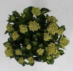 Hortensia Blue Ballad (Hydrangea 'Music Collection') -Planten Verkoopwinkel hydrangea blue ballad c5 4