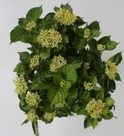 Hortensia Blue Boogiewoogie (Hydrangea 'Music Collection') -Planten Verkoopwinkel hydrangea blue boogiewoogie 4 1