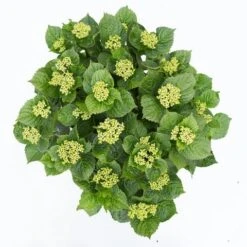 Hortensia Deep Purple Dance (Hydrangea 'Music Collection') 11 Hortensia Deep Purple Dance (Hydrangea 'Music Collection') -Planten Verkoopwinkel hydrangea deep purple dance c5 3