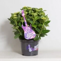 Hortensia Deep Purple Dance (Hydrangea 'Music Collection') 10 Hortensia Deep Purple Dance (Hydrangea 'Music Collection') -Planten Verkoopwinkel hydrangea deep purple dance c5 4