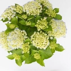 Hortensia Wit (Hydrangea 'Forever&Ever') -Planten Verkoopwinkel hydrangea forever ever blue c5 5