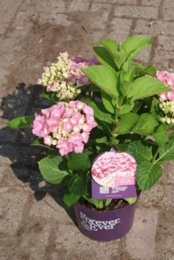 Hortensia Roze (Hydrangea 'Forever&Ever' Pink) 19 Hortensia Roze (Hydrangea 'Forever&Ever' Pink) -Planten Verkoopwinkel hydrangea forever ever pink 3
