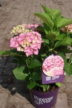 Hortensia Roze (Hydrangea 'Forever&Ever' Pink) 20 Hortensia Roze (Hydrangea 'Forever&Ever' Pink) -Planten Verkoopwinkel hydrangea forever ever pink 4