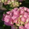 Hortensia Roze (Hydrangea 'Forever&Ever' Pink) 2 Hortensia Roze (Hydrangea 'Forever&Ever' Pink) -Planten Verkoopwinkel hydrangea forever ever pink 5