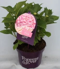 Hortensia Roze (Hydrangea 'Forever&Ever' Pink) 16 Hortensia Roze (Hydrangea 'Forever&Ever' Pink) -Planten Verkoopwinkel hydrangea forever ever pink voor bewerkt