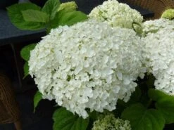 Hortensia (Hydrangea 'Strong Annabelle') -Planten Verkoopwinkel hydrangea incrediball bloem
