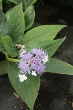Hortensia (Hydrangea Involucrata) -Planten Verkoopwinkel hydrangea involucrata 4