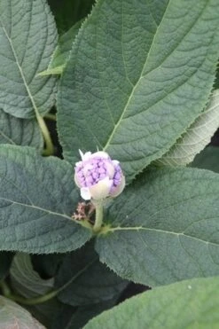 Hortensia (Hydrangea Involucrata) -Planten Verkoopwinkel hydrangea involucrata 5 1