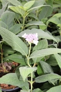 Hortensia (Hydrangea Involucrata) -Planten Verkoopwinkel hydrangea involucrata 2 1