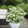 Hortensia (Hydrangea 'Prim White') -Planten Verkoopwinkel hydrangea pan. prim white 1