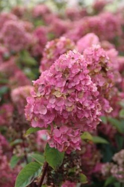 Pluimhortensia (Hydrangea Paniculata 'Sundae Fraise') -Planten Verkoopwinkel hydrangea pan sundae fraise 2 2.5 frank elst