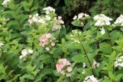 Pluimhortensia (Hydrangea Paniculata 'Dart's Little Dot') -Planten Verkoopwinkel hydrangea paniculata darts little dot 3