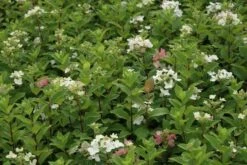 Pluimhortensia (Hydrangea Paniculata 'Dart's Little Dot') -Planten Verkoopwinkel hydrangea paniculata darts little dot 7