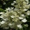 Pluimhortensia (Hydrangea Paniculata 'Dharuma') -Planten Verkoopwinkel hydrangea paniculata dharuma 2 1
