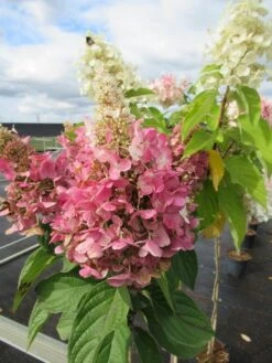 Pluimhortensia Op Stam (Hydrangea Paniculata 'Pinky Winky') -Planten Verkoopwinkel hydrangea paniculata pinky winky 2 1 1 1