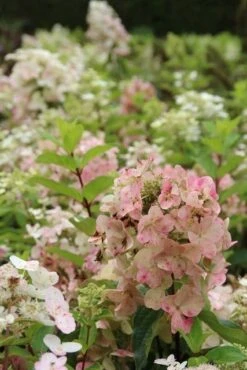 Pluimhortensia (Hydrangea Paniculata 'Unique') 15 Pluimhortensia (Hydrangea Paniculata 'Unique') -Planten Verkoopwinkel hydrangea paniculata unique 1