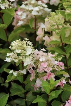 Pluimhortensia (Hydrangea Paniculata 'Unique') -Planten Verkoopwinkel hydrangea paniculata unique 2 1