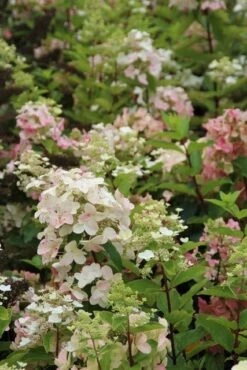 Pluimhortensia (Hydrangea Paniculata 'Unique') -Planten Verkoopwinkel hydrangea paniculata unique 3 1
