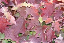 Eikenbladhortensia (Hydrangea Quercifolia) -Planten Verkoopwinkel hydrangea quercifolia 1