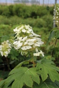 Eikenbladhortensia (Hydrangea Quercifolia) -Planten Verkoopwinkel hydrangea quercifolia 3 1