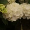Hortensia (Hydrangea Macrophylla 'Schneeball') -Planten Verkoopwinkel hydrangea schneeball 2 1