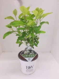 Hortensia (Hydrangea 'Strong Annabelle') -Planten Verkoopwinkel hydrangea strong annabel