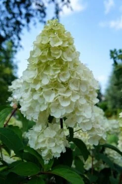 Pluimhortensia (Hydrangea Paniculata 'Sundae Fraise') -Planten Verkoopwinkel hydrangea sundae fraise 01 1