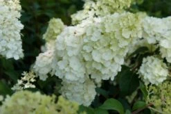 Pluimhortensia (Hydrangea Paniculata 'Sundae Fraise') -Planten Verkoopwinkel hydrangea sundae fraise 02