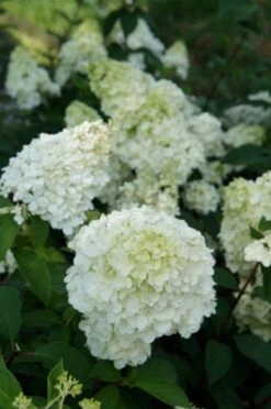 Pluimhortensia (Hydrangea Paniculata 'Sundae Fraise') -Planten Verkoopwinkel hydrangea sundae fraise 03