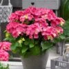 Hortensia Rood (Hydrangea 'Forever&Ever') -Planten Verkoopwinkel hydrangeaforeverandeverroodv01