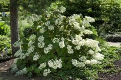 Eikenbladhortensia (Hydrangea Quercifolia) -Planten Verkoopwinkel hydrangeaquercifoliastruikv01