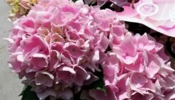Hortensia Soft Pink Salsa (Hydrangea 'Music Collection') -Planten Verkoopwinkel hydrangeasoftpinksalsa02