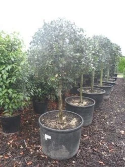 Hulst Op Stam (Ilex Aquifolium) -Planten Verkoopwinkel ilex aquifolium halfstam c130 150