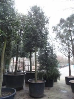 Hulst Als Boom (Ilex 'Nellie R. Stevens') -Planten Verkoopwinkel ilex nellie stevens