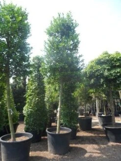 Hulst Als Boom (Ilex 'Nellie R. Stevens') -Planten Verkoopwinkel ilex nellie stevens 25 30ho c350