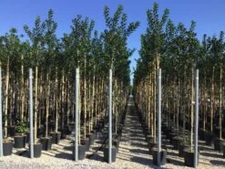 Hulst Als Boom (Ilex 'Nellie R. Stevens') -Planten Verkoopwinkel ilex nellie stevens 6 8